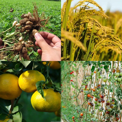 25 kg/saco de fosfato de potássio mono H2KO4P 98% min Para uso industrial e agrícola